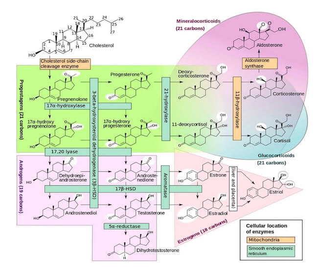 Sintesi dell'aldosterone 